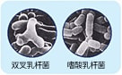 双叉乳杆菌 嗜酸乳杆菌